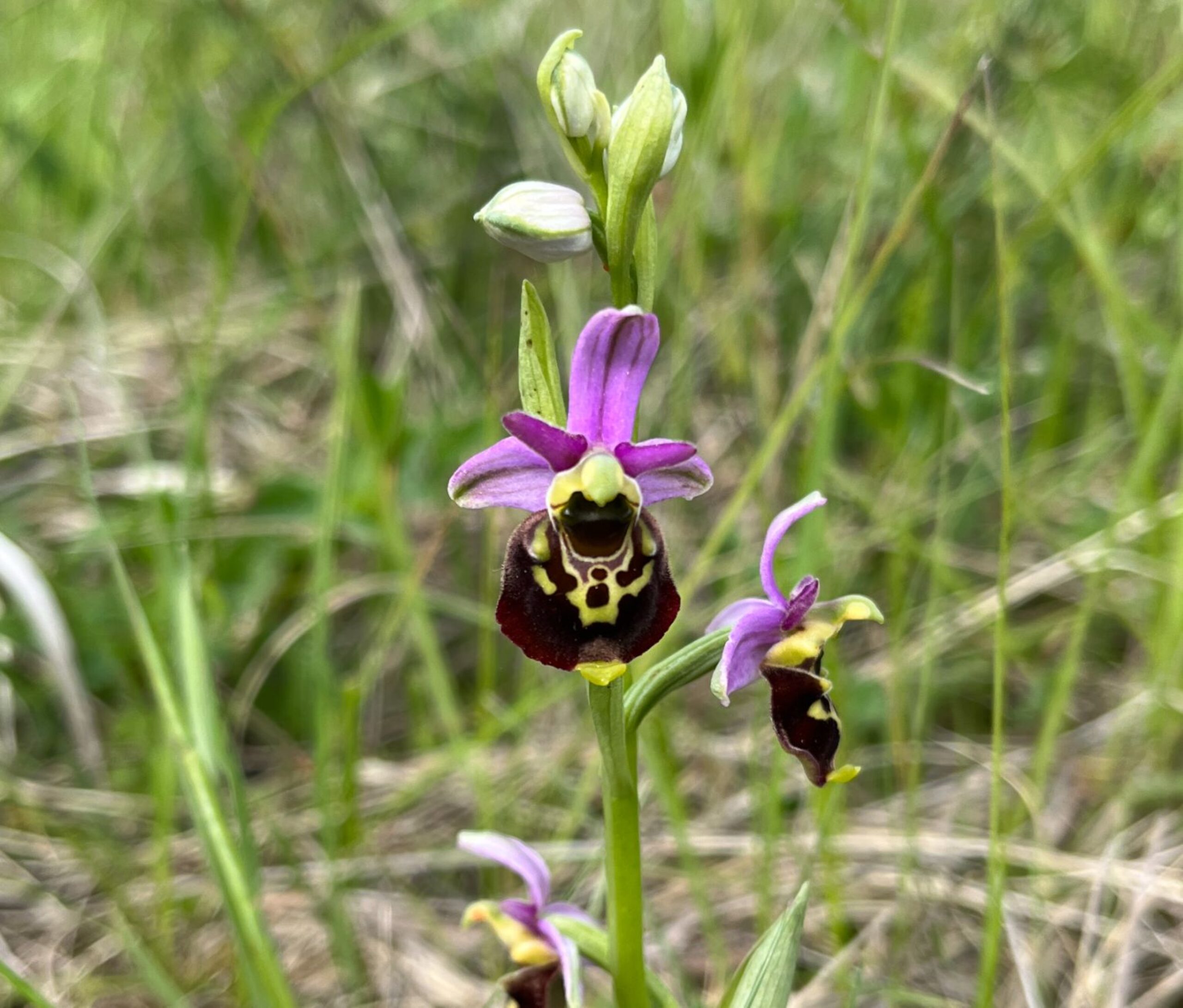 Hummel-Ragwurz, seltene Orchideenart der Schweiz